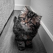 Leo joined the competition — help win amazing prizes! kitten, cat, fluffy, wide_eyes, curious, indoor, wooden_floor, wall, couch, pet, feline, young_animal, cute, small, whiskers, fur, domestic_animal, adorable, looking_up, head_tilt