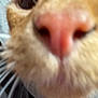 Gouda joined the competition — help win amazing prizes! cat, close_up, nose, whiskers, eye, fur, curious, pet, animal, domestic, pink_nose, face, indoor, feline, blurred, cute, snout, close, macro
