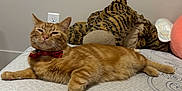 Gouda joined the competition — help win amazing prizes! animal, bed, bow_tie, cat, cozy, cute, ears, fabric, feline, fur, home, indoor, orange_tabby, pet, plush_toy, relaxed, resting, sleepy, tiger_plush, whiskers