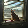 Gouda joined the competition — help win amazing prizes! cat, windowsill, window, sunlight, blinds, indoor, pet, animal, silhouette, morning, shadow, orange_cat, collar, book, reading, quiet, cozy, domestic, feline, nature_view
