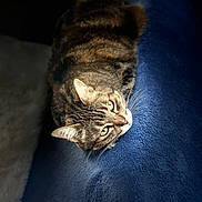 Cyrile Prot participe au concours pour gagner de l'argent avec cette photo : cat, tabby, animal, pet, feline, fur, whiskers, eyes, relaxing, resting, blanket, blue, soft, cozy, indoor, closeup, portrait, cute, sleepy, domestic