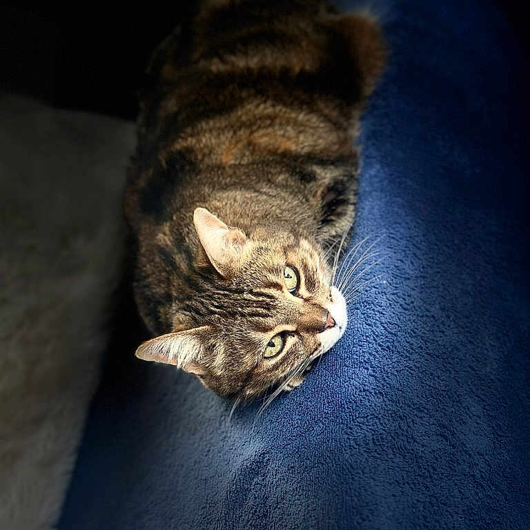 Cyrile Prot participe au concours pour gagner de l'argent avec cette photo : animal, blanket, blue, cat, closeup, cozy, cute, domestic, eyes, feline, fur, indoor, pet, portrait, relaxing, resting, sleepy, soft, tabby, whiskers