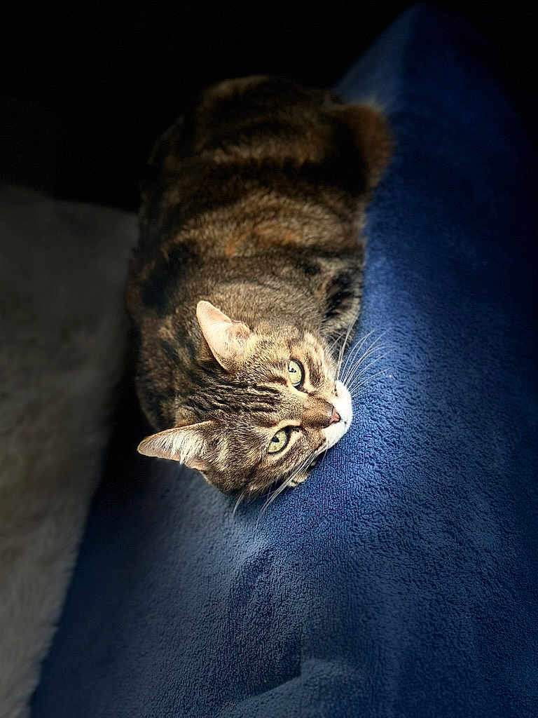 Cyrile Prot participe au concours pour gagner de l'argent avec cette photo : cat, tabby, animal, pet, feline, fur, whiskers, eyes, relaxing, resting, blanket, blue, soft, cozy, indoor, closeup, portrait, cute, sleepy, domestic