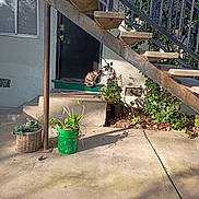 Jojo is registered to the contest to win money with this photo: cat, door, stairs, plant, potted_plant, concrete, shadow, outdoor, green_bucket, basket, wall, window, metal_railing, leafy_plant, sunlight, step, rust, ground, nature, curious