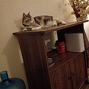 Penelope is registered to the contest to win money with this photo: animal, calico_cat, calm, cat, container, cozy, decor, domestic, flower_arrangement, furniture, home, indoor, nap, pet, quiet, relaxed, resting, sleeping_cat, water_jug, wooden_cabinet