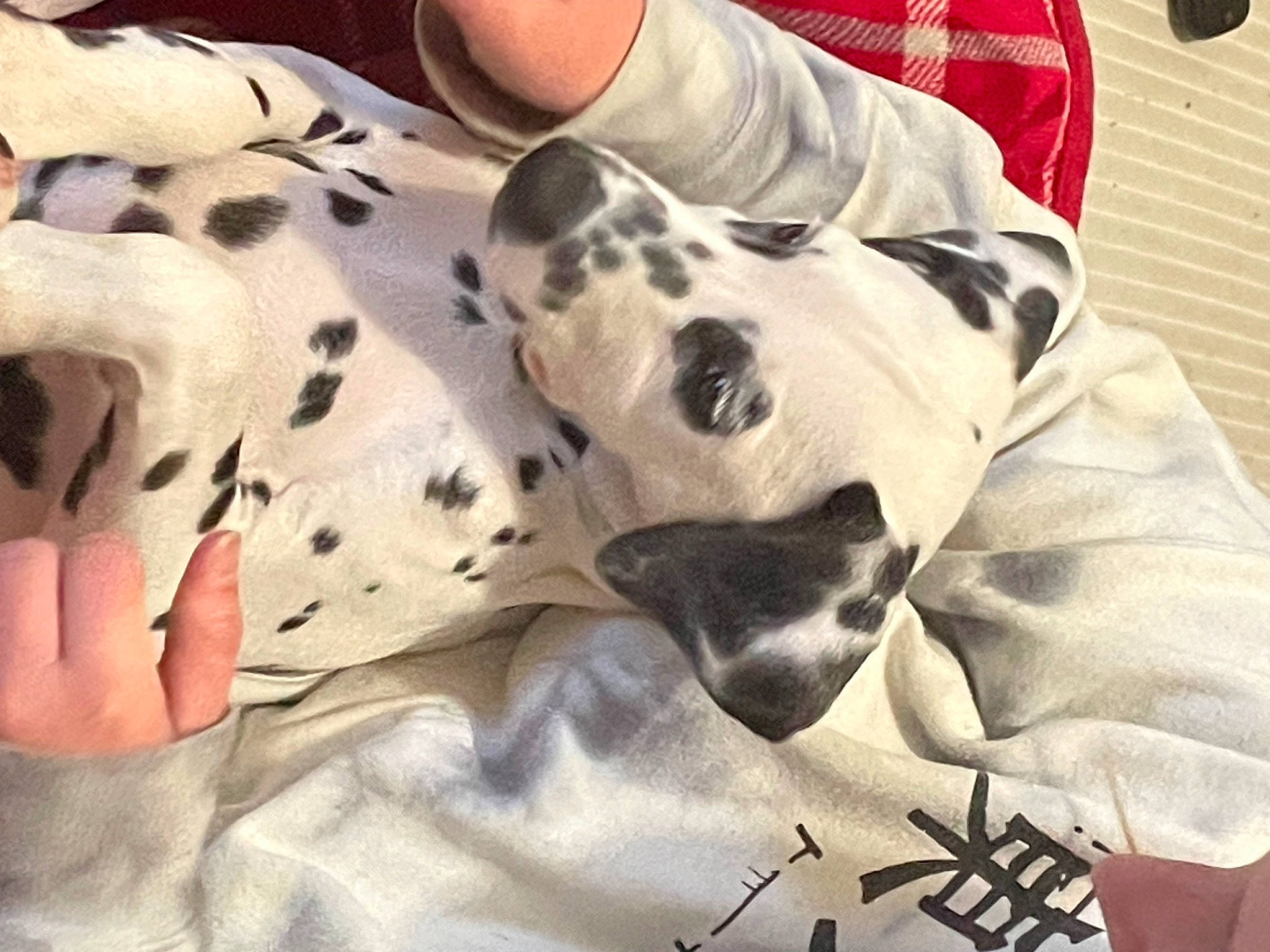 Trixie Kay joined the competition — help win amazing prizes! canidae, carnivore, comfort, companion_dog, dalmatian, dog, dog_breed, dog_supply, fawn, fur, linens, pattern, sleeve, snout, sporting_group, terrestrial_animal, textile, whiskers, white, working_animal