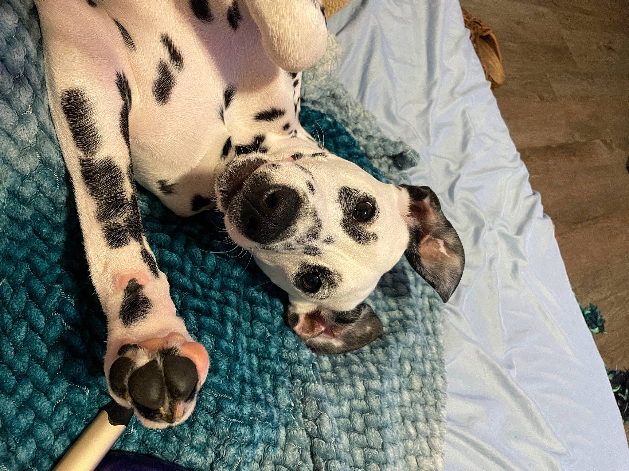 Trixie Kay is registered to the contest to win money with this photo: canidae, carnivore, collar, comfort, companion_dog, dalmatian, dog, dog_breed, dog_supply, fawn, fur, linens, pattern, pet_supply, snout, sporting_group, sunglasses, terrestrial_animal, whiskers, working_animal