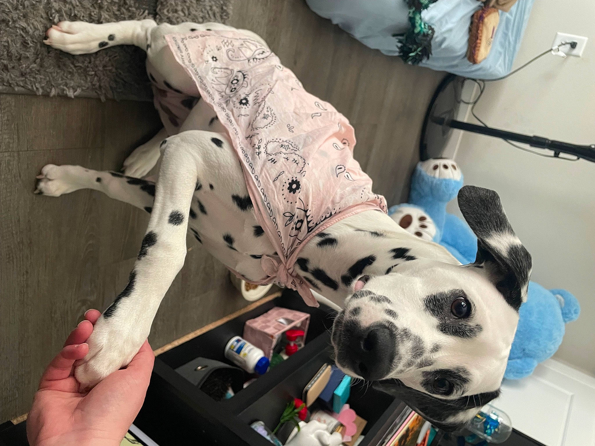 Trixie Kay joined the competition — help win amazing prizes! carmine, carnivore, collar, comfort, companion_dog, couch, dog, dog_breed, dog_supply, fawn, fur, human_leg, knee, pattern, sitting, snout, sporting_group, thigh, vertebrate, working_animal