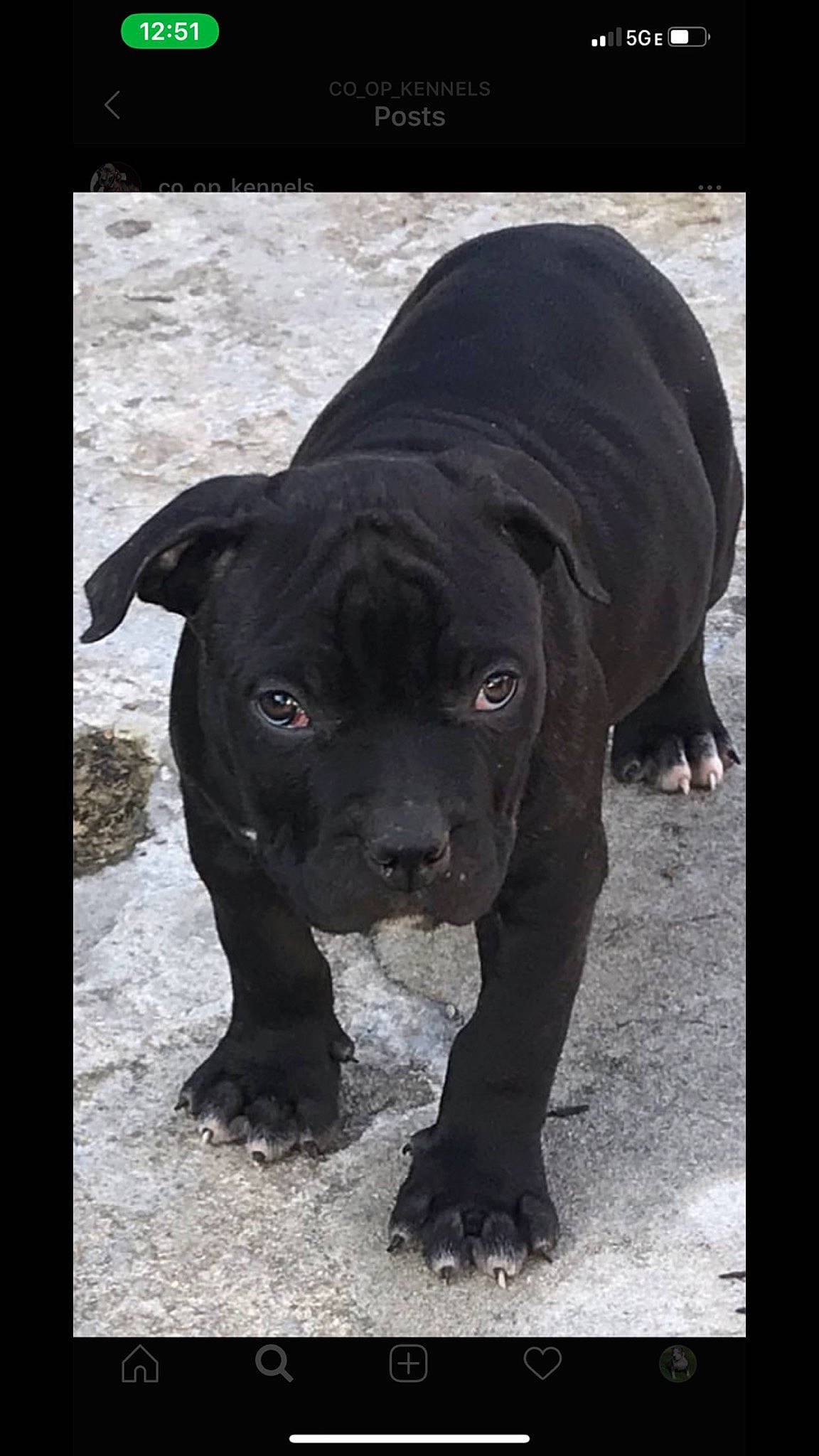 Bowzer joined the competition — help win amazing prizes! borador, canidae, carnivore, companion_dog, dog, dog_breed, eye, fawn, fur, guard_dog, molosser, plant, puppy, snout, sporting_group, terrestrial_animal, whiskers, window, working_animal, working_dog