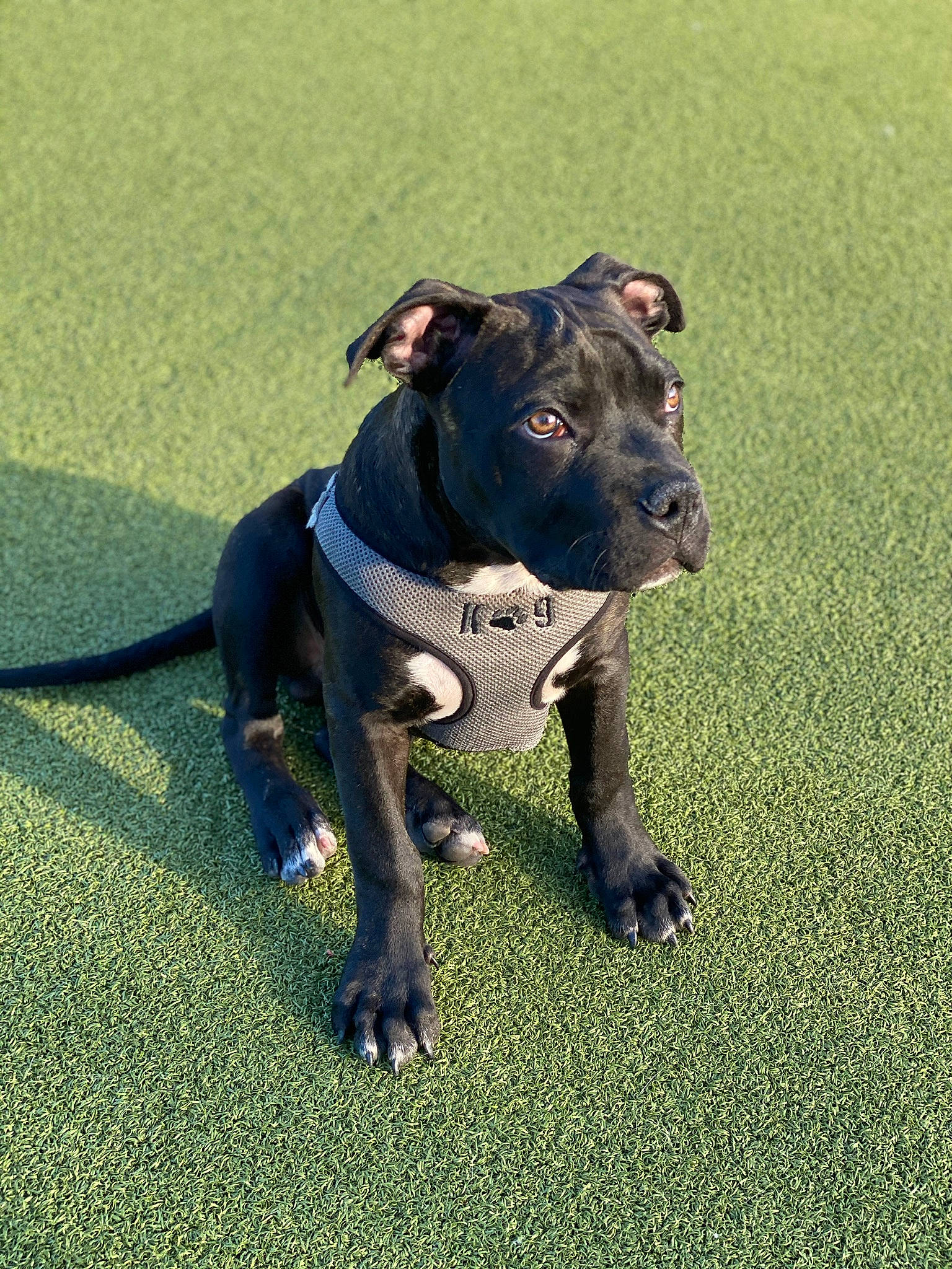 Bowzer joined the competition — help win amazing prizes! bulldog, canidae, carnivore, collar, companion_dog, dog, dog_breed, dog_collar, dog_walking, electric_blue, fawn, grass, guard_dog, leash, pet_supply, plant, shadow, snout, sporting_group, working_animal