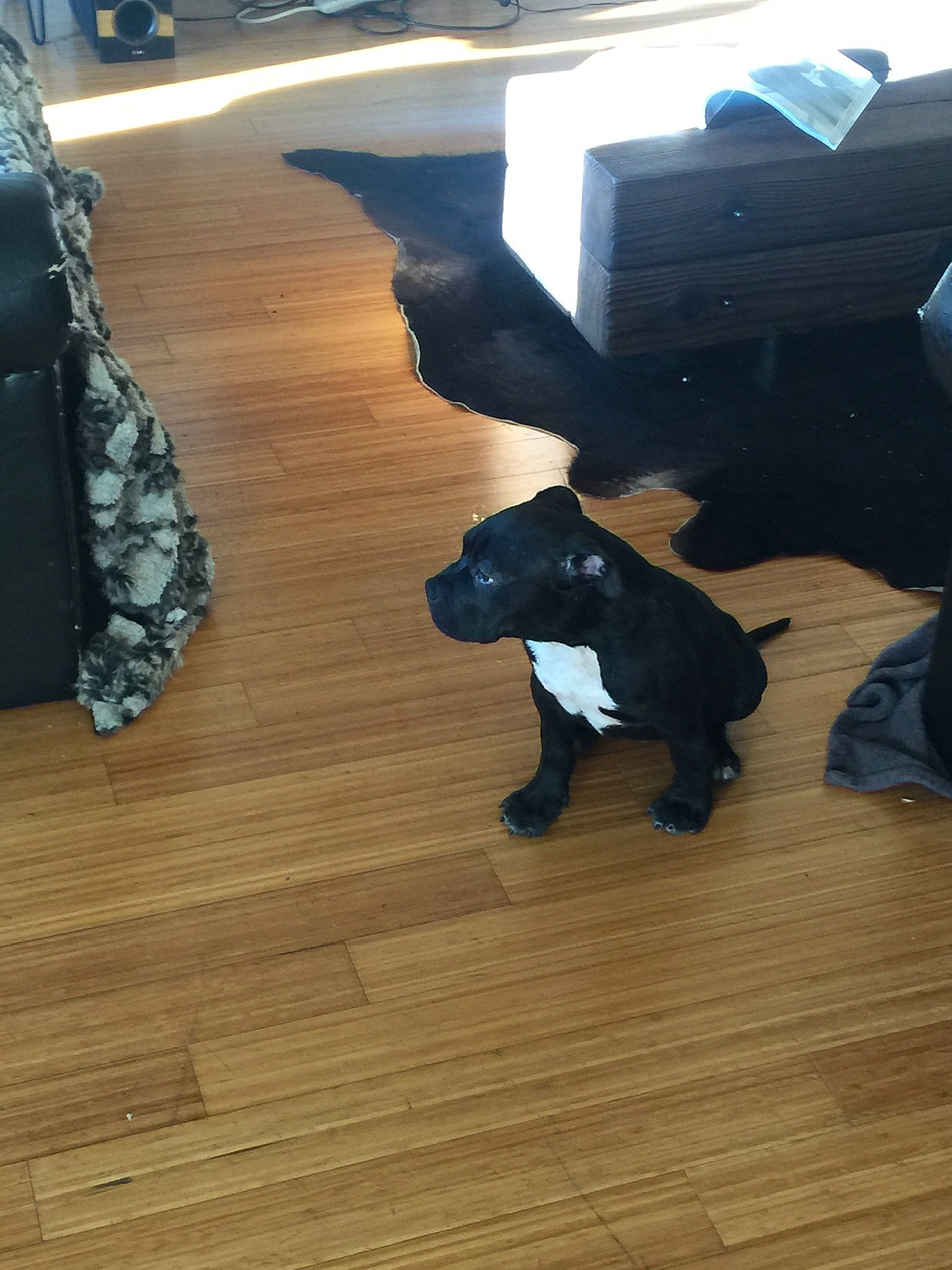 Bowzer joined the competition — help win amazing prizes! black, brown, carnivore, companion_dog, dog_breed, fawn, floor, flooring, grey, hardwood, human_leg, laminate_flooring, pattern, plank, tail, varnish, wood, wood_flooring, wood_stain, working_animal