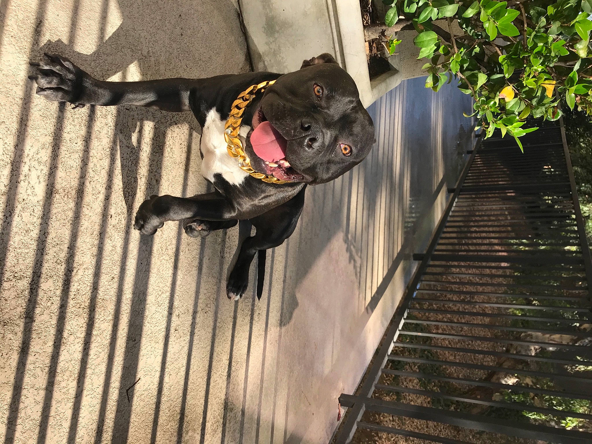 Bowzer joined the competition — help win amazing prizes! adventure, dog, dog_breed, extreme_sport, fun, leisure, personal_protective_equipment, plant, recreation, shadow, sidewalk, sporting_group, tree, water, window, wood