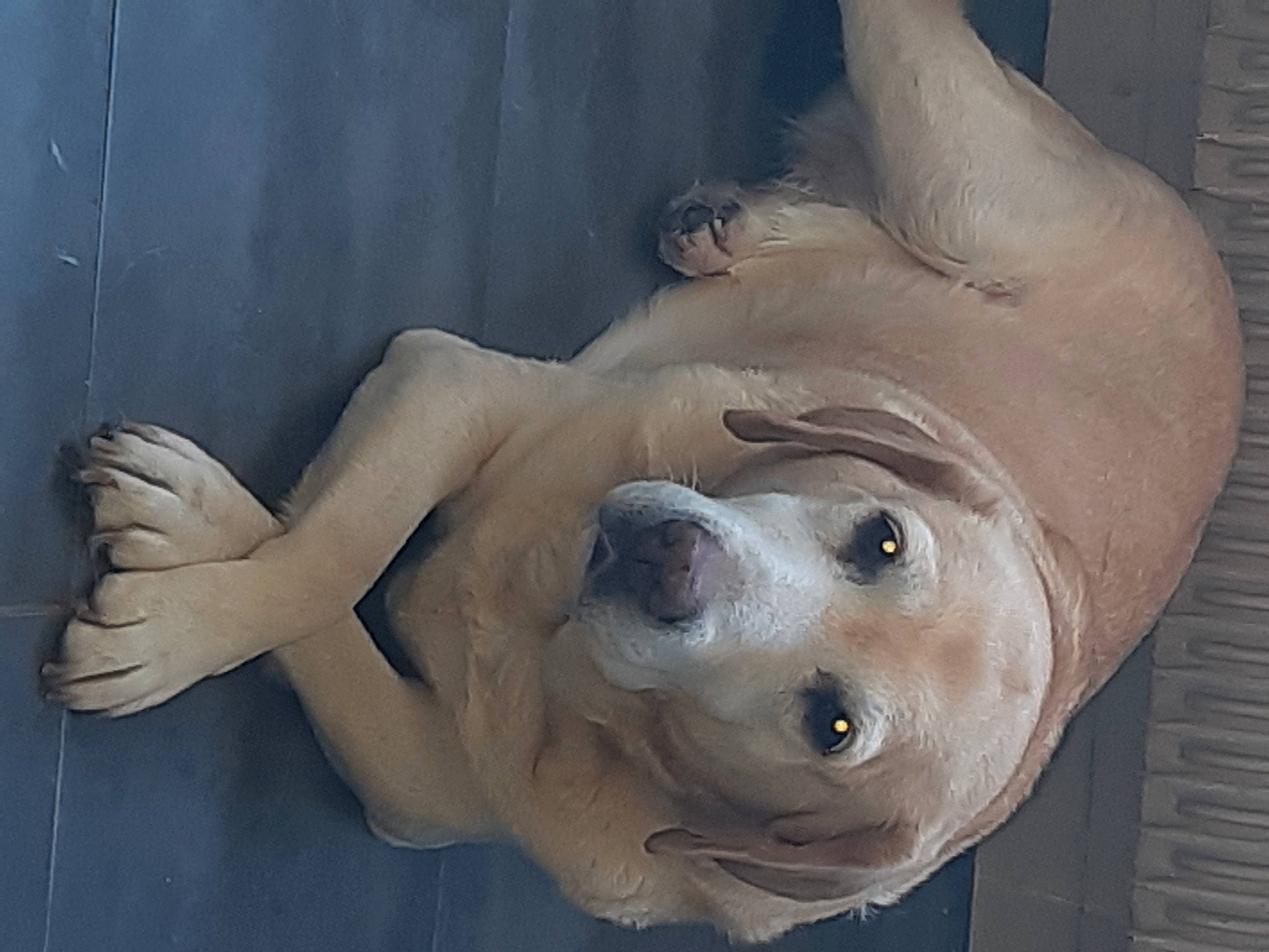 Bella a rejoint le concours — aidez-le/la à gagner de superbes lots ! american_bulldog, bulldog, canidae, carnivore, dog, dog_breed, dogo_guatemalteco, fawn, non_sporting_group, snout, sporting_group, wrinkle