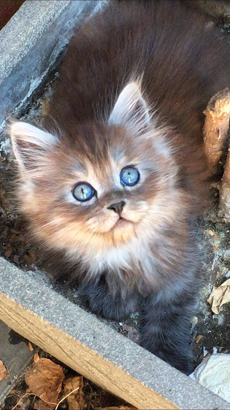 Capucin participe au concours pour gagner de l'argent avec cette photo : art, canidae, carnivore, cat, chair, claw, domestic_short_haired_cat, eye, fawn, felidae, fur, iris, plant, small_to_medium_sized_cats, snout, tail, terrestrial_animal, whiskers, wildlife, wood