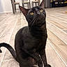 Scar joined the competition — help win amazing prizes! black_cat, cat, pet, animal, indoor, wooden_floor, yellow_eyes, furniture, dining_table, chair, television, living_room, curious, whiskers, sitting, floor, domestic_cat, tail, fur, cute