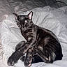 cat, black_cat, sleeping, cozy, blanket, indoor, pet, animal, fur, relaxation, paws, bed, rest, cute, domestic_cat, feline, mammal, whiskers, calm, peaceful