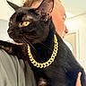 Scar joined the competition — help win amazing prizes! black_cat, gold_chain, pet, animal, person, indoor, portrait, closeup, shoulder, feline, yellow_eyes, household, domestic_animal, cute, companion, fashion, accessory, holding, warm_light, casual