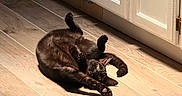 Scar joined the competition — help win amazing prizes! black_cat, cat, pet, animal, indoor, wooden_floor, sunlight, stretching, yellow_eyes, kitchen, cabinet, flooring, cute, playful, relaxed, feline, domestic_cat, home, cozy, curious