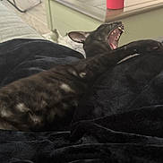 Scar joined the competition — help win amazing prizes! black_cat, cat, animal, pet, feline, yawning, stretching, blanket, cozy, indoor, table, cup, wooden_table, fur, teeth, mouth_open, relaxing, home, resting, comfort