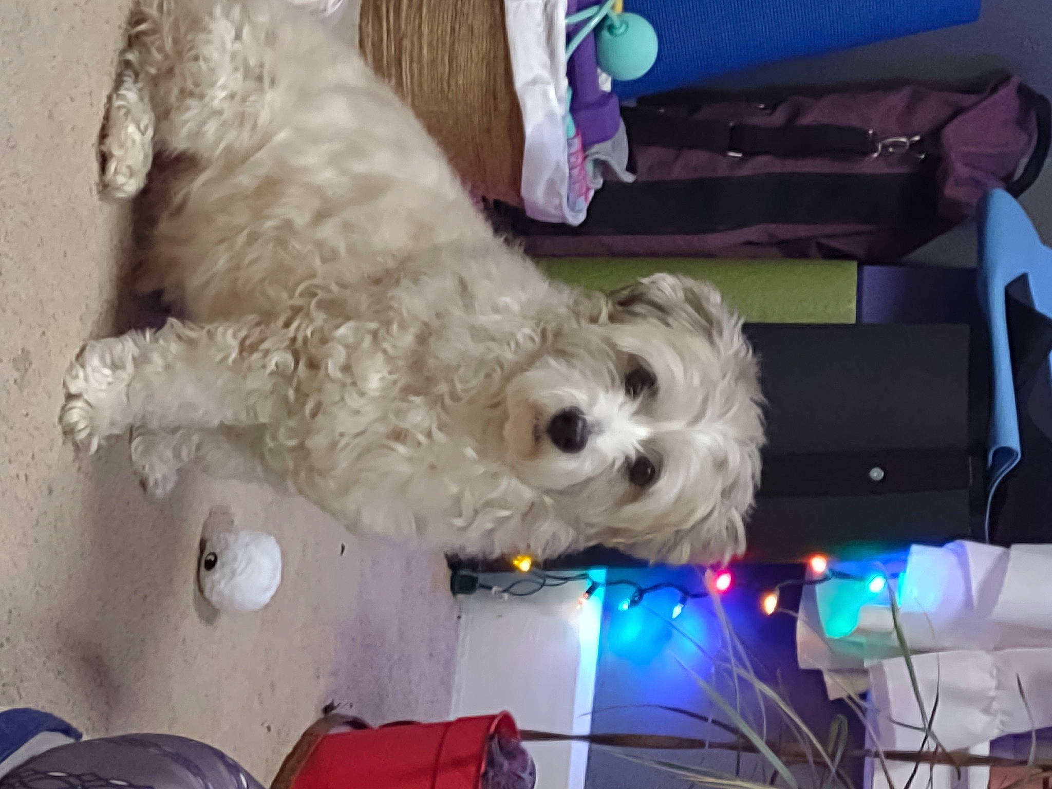 Gizmo is registered to the contest to win money with this photo: canidae, carnivore, companion_dog, dog, dog_breed, dog_clothes, dog_supply, event, fur, labradoodle, maltepoo, pet_supply, poodle_crossbreed, small_terrier, snout, sporting_group, stuffed_toy, terrier, toy_dog, working_animal