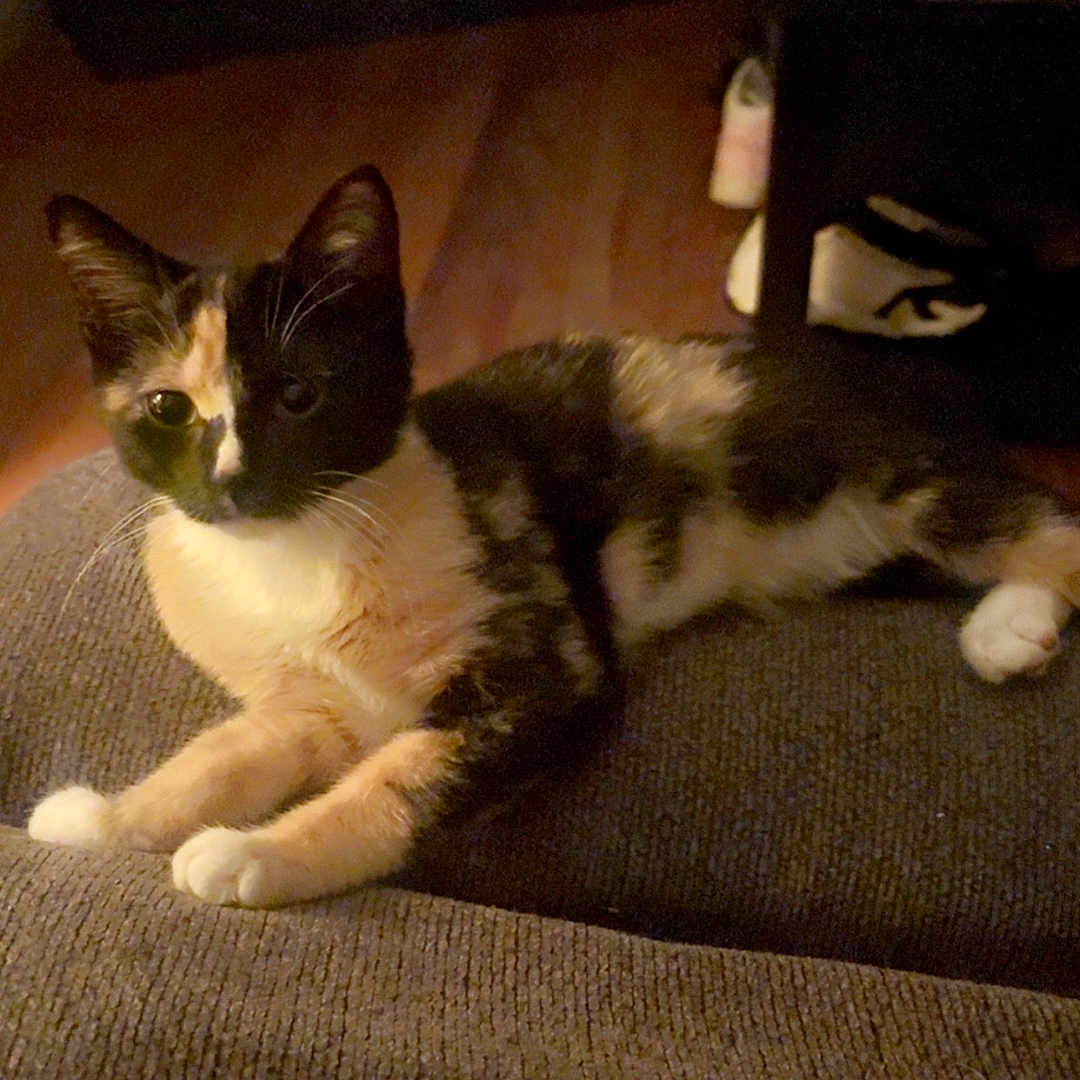 Daisy