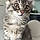 Milou