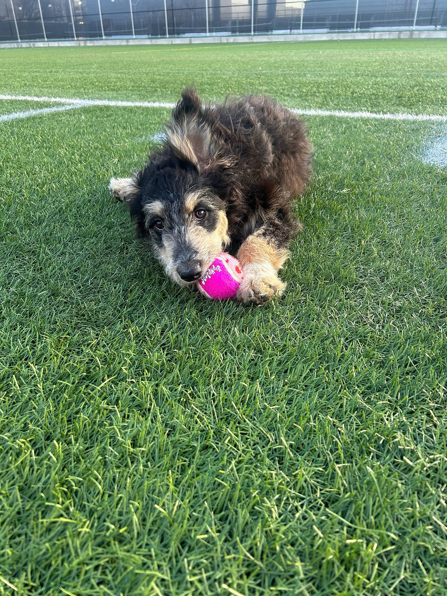 Ellie is registered to the contest to win money with this photo: animal, ball, canine, dog, field, football, grass, grassland, lawn, nature, outdoors, pet, plant, puppy, soccer, soccerball, sport, tennis, tennisball, terrier