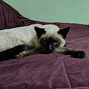 Bootsy joined the competition — help win amazing prizes! siamese_cat, cat, pet, indoor, bed, blanket, purple, fur, sleepy, lounging, blue_eyes, whiskers, paws, tail, domestic_cat, portrait, cozy, bedding, curtain, furniture