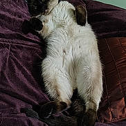 Bootsy is registered to the contest to win money with this photo: animal, blanket, cat, cozy, cute, domestic, fluffy, fur, indoor, mammal, paw, pet, purple, relaxed, resting, siamese, sleeping, soft, tail, whiskers