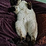animal, blanket, cat, cozy, cute, domestic, fluffy, fur, indoor, mammal, paw, pet, purple, relaxed, resting, siamese, sleeping, soft, tail, whiskers
