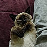 Bootsy joined the competition — help win amazing prizes! animal, blanket, cat, cozy, cute, fabric, feline, fur, grey, indoor, lying_down, maroon, paws, person, pet, relaxed, resting, siamese_cat, sleepy, sweatpants