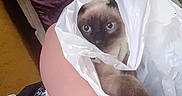 Bootsy joined the competition — help win amazing prizes! animal, bed, blue_eyes, cat, cozy, curious, furniture, hand, holding, indoor, paw, person, pet, plastic_bag, purple_bedspread, room, siamese_cat, spiderweb_tattoo, tattoo, wall_art