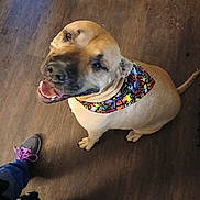 Lucy joined the competition — help win amazing prizes! dog, bandana, smiling, indoor, wooden_floor, pet, canine, happy, looking_up, colorful, footwear, sneakers, pink_laces, standing, floor, companion, domestic_animal, closeup, mammal, friendly