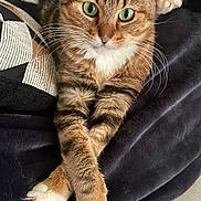 Thémis participe au concours pour gagner de l'argent avec cette photo : animal, blanket, cat, closeup, comfort, cozy, crossed_paws, cute, domestic, feline, fur, green_eyes, indoor, mammal, pet, relaxed, resting, soft, tabby, whiskers