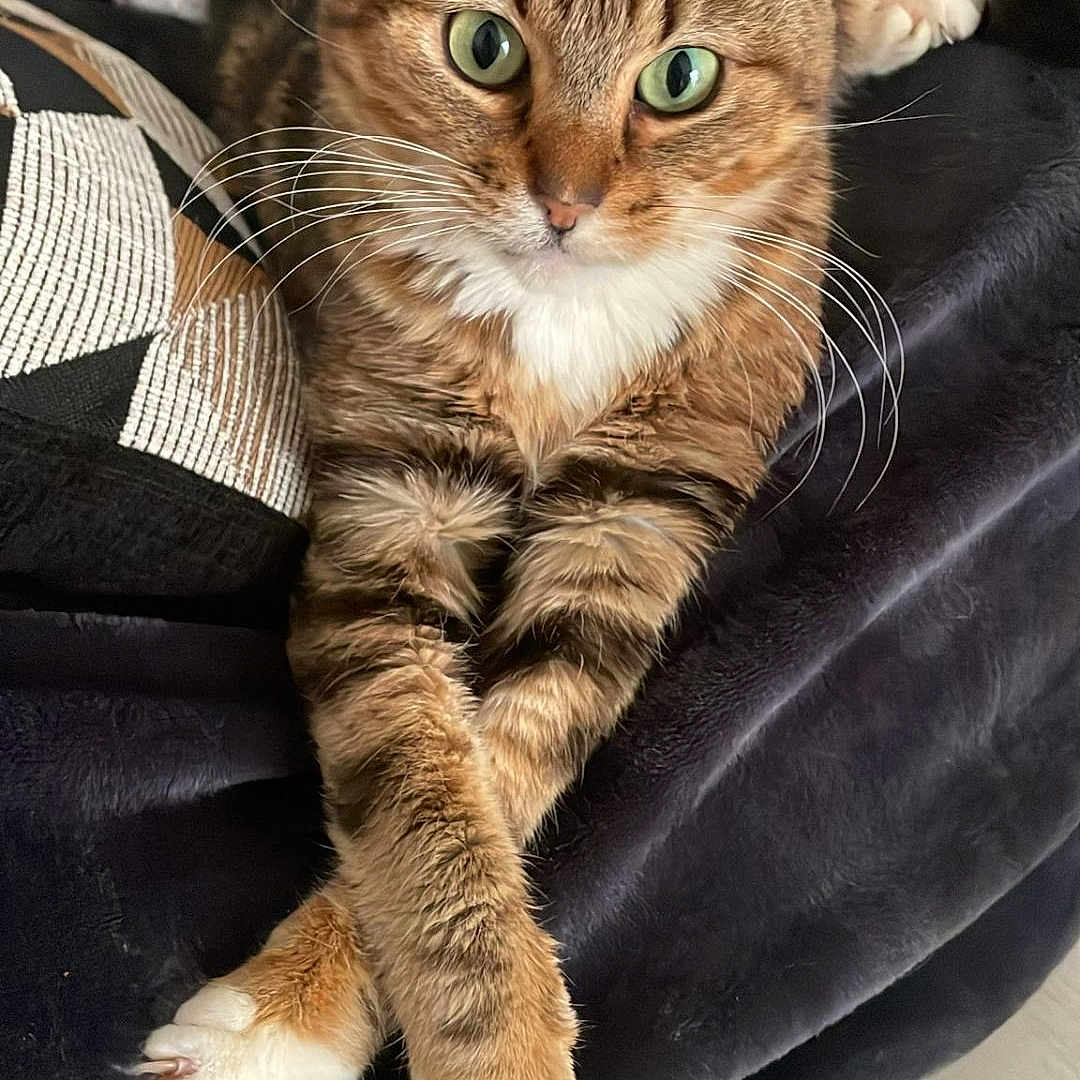 Thémis participe au concours pour gagner de l'argent avec cette photo : animal, blanket, cat, closeup, comfort, cozy, crossed_paws, cute, domestic, feline, fur, green_eyes, indoor, mammal, pet, relaxed, resting, soft, tabby, whiskers