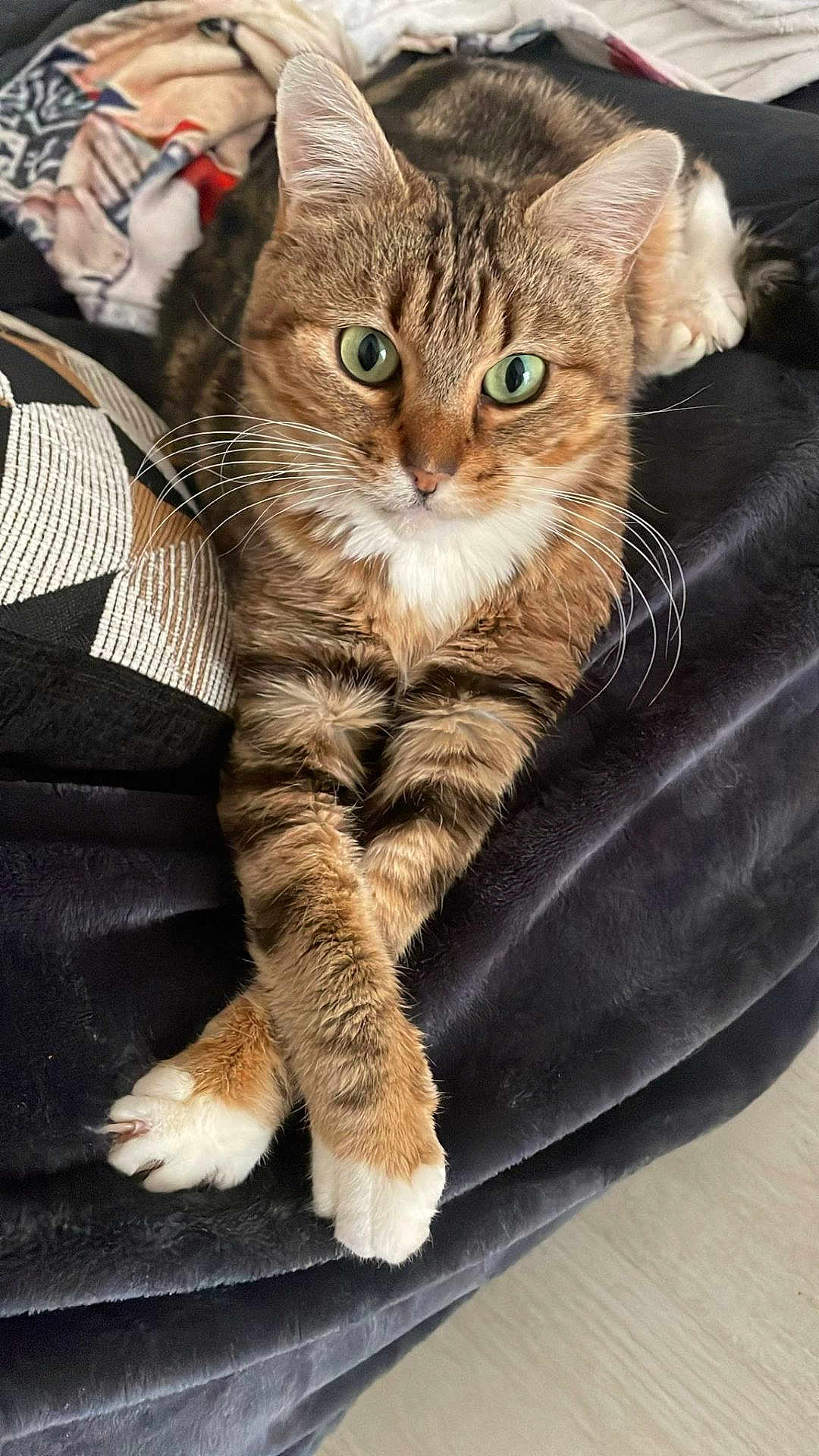 Thémis participe au concours pour gagner de l'argent avec cette photo : animal, blanket, cat, closeup, comfort, cozy, crossed_paws, cute, domestic, feline, fur, green_eyes, indoor, mammal, pet, relaxed, resting, soft, tabby, whiskers