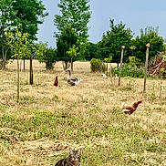 Cookie participe au concours pour gagner de l'argent avec cette photo : animal_group, animals, bird, cat, chicken, daytime, farm, fence, field, goose, grass, landscape, nature, outdoor, pets, rural, sky, tabby, trees, wildlife