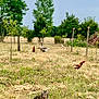 animal_group, animals, bird, cat, chicken, daytime, farm, fence, field, goose, grass, landscape, nature, outdoor, pets, rural, sky, tabby, trees, wildlife