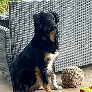 Vasco participe au concours pour gagner de l'argent avec cette photo : dog, black_dog, sitting, toy, soccer_ball, wicker_furniture, outdoor, plants, floor, pet, animal, canine, fur, ears, tail, alert, looking_away, domestic, companionship, home