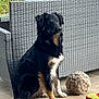 dog, black_dog, sitting, toy, soccer_ball, wicker_furniture, outdoor, plants, floor, pet, animal, canine, fur, ears, tail, alert, looking_away, domestic, companionship, home