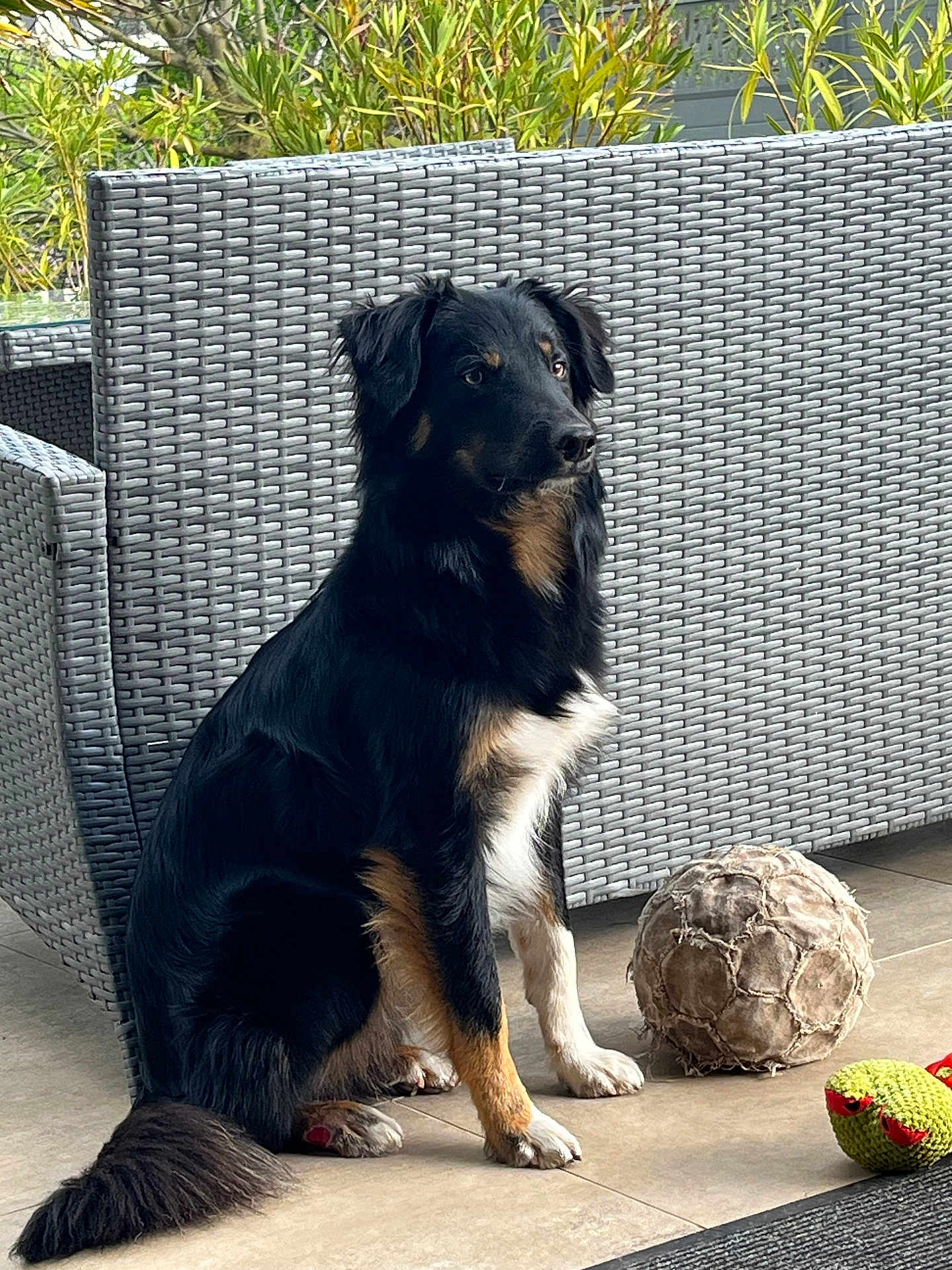 Vasco participe au concours pour gagner de l'argent avec cette photo : dog, black_dog, sitting, toy, soccer_ball, wicker_furniture, outdoor, plants, floor, pet, animal, canine, fur, ears, tail, alert, looking_away, domestic, companionship, home