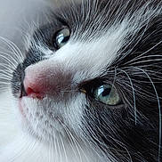 Gribouille a rejoint le concours — aidez-le/la à gagner de superbes lots ! animal, black_and_white, cat, close_up, closeup, cute, detail, domestic_cat, face, feline, fur, green_eyes, indoor, looking_away, mammal, nose, pet, portrait, soft, whiskers