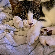 Mimine participe au concours pour gagner de l'argent avec cette photo : cat, tabby, white_fur, paw, blanket, cozy, relaxed, animal, pet, mammal, sleepy, indoor, cute, feline, resting, soft_texture, whiskers, closeup, fur_pattern, comfort