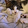 cat, tabby, white_fur, paw, blanket, cozy, relaxed, animal, pet, mammal, sleepy, indoor, cute, feline, resting, soft_texture, whiskers, closeup, fur_pattern, comfort
