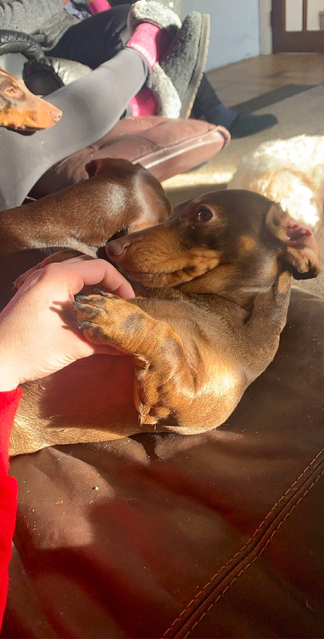 Jeremy joined the competition — help win amazing prizes! canidae, carnivore, comfort, companion_dog, dog, dog_breed, fawn, fur, guard_dog, snout, sporting_group, tableware, terrestrial_animal, working_animal, wrinkle