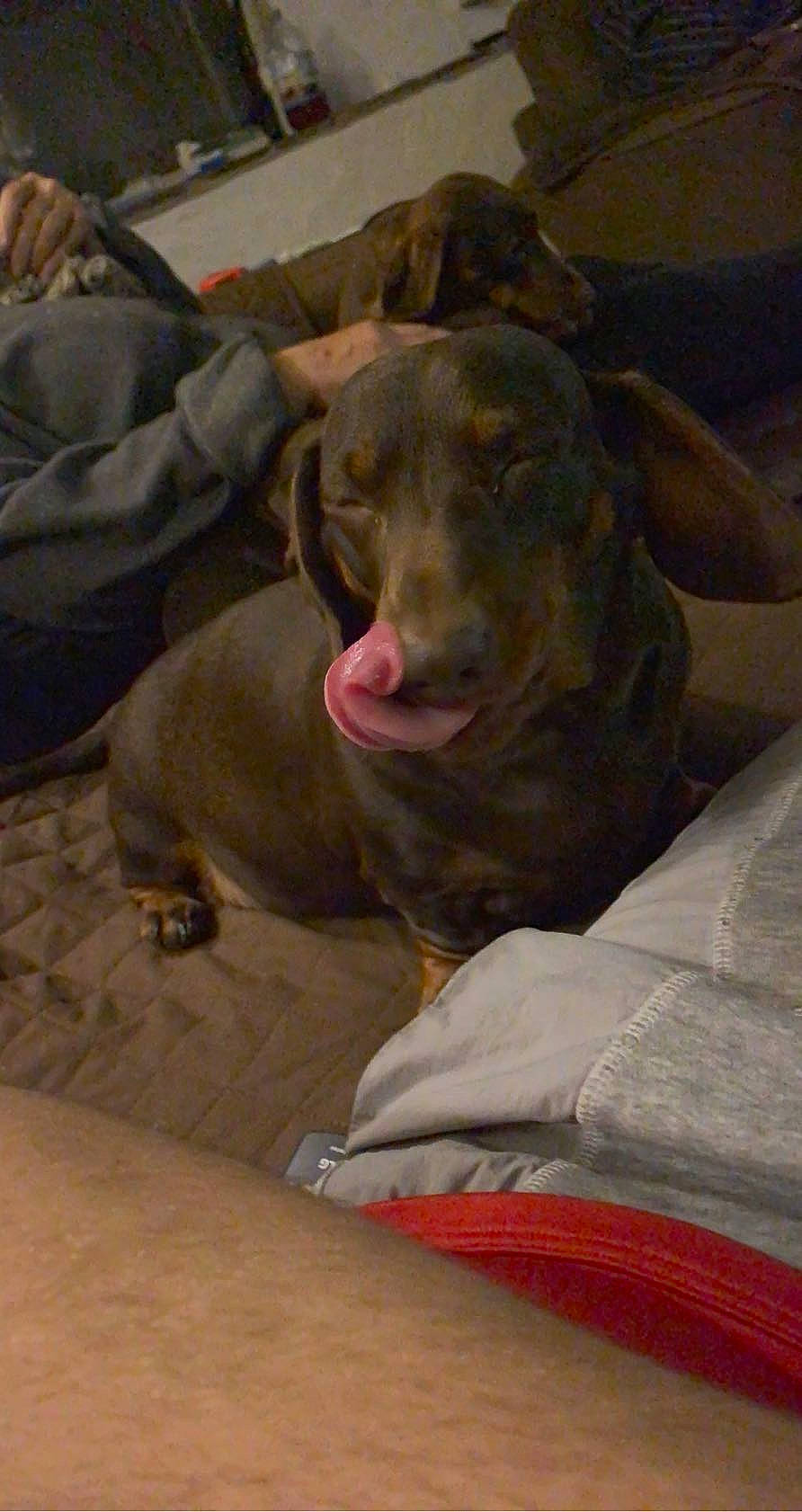 Jeremy is registered to the contest to win money with this photo: art, bull, carnivore, comfort, companion_dog, dog, dog_breed, fawn, goat, grey, horn, jaw, liver, livestock, snout, sporting_group, terrestrial_animal, whiskers, working_animal, wrinkle