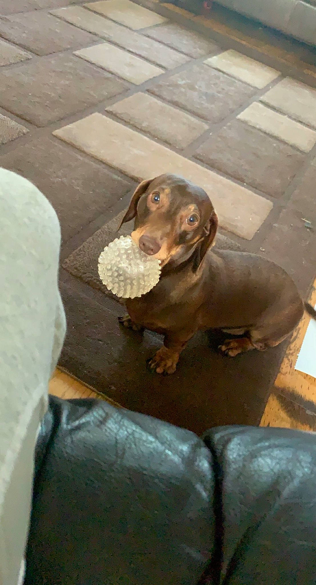 Jeremy is registered to the contest to win money with this photo: art, bronze, brown, canidae, carnivore, companion_dog, dog, dog_breed, fawn, flooring, gun_dog, liver, metal, road_surface, sculpture, snout, sporting_group, terrestrial_animal, wood, working_animal