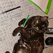 Timine a rejoint le concours — aidez-le/la à gagner de superbes lots ! black_cat, canidae, carnivore, cat, claw, dog_breed, domestic_short_haired_cat, felidae, fur, paw, small_to_medium_sized_cats, snout, tail, whiskers