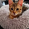 cat, kitten, tabby, pet_bed, fluffy, indoor, furniture, chair, curtain, table, cozy, cute, animal, young, mammal, resting, soft, domestic_animal, looking, small