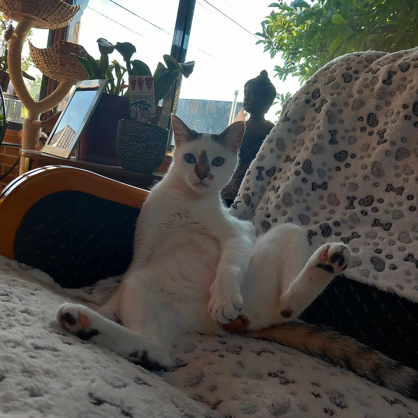 Lola participe au concours pour gagner de l'argent avec cette photo : animal, blanket, buddha_statue, cat, cat_tree, couch, curious, daylight, ears, furniture, indoor, light, patterned_blanket, paws, pet, plants, relaxed, tail, white_cat, window
